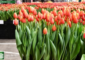 Worlds Friend ® | Tulip | Jan de Wit en Zonen B.V.
